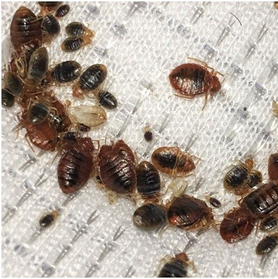 Bed Bugs