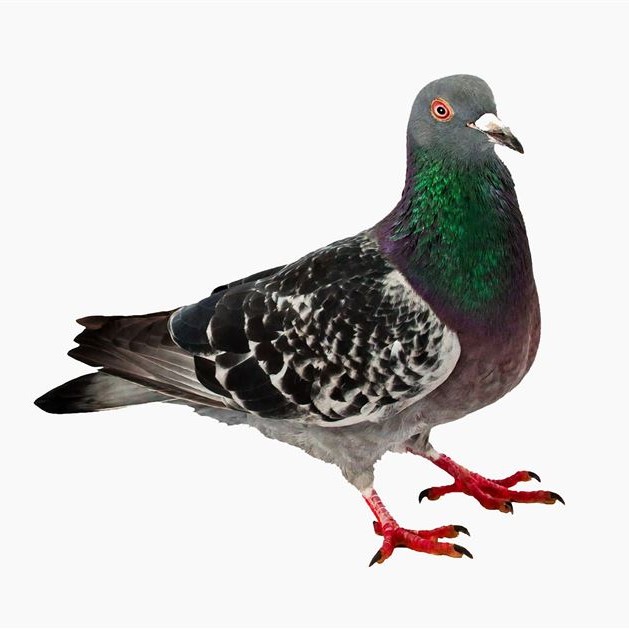 Nuisance Birds