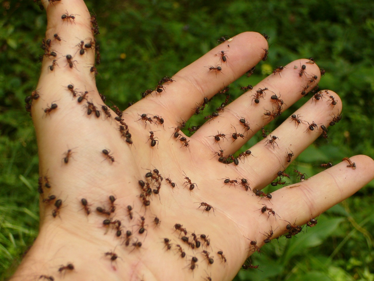 ant pest control services in Blackburn
