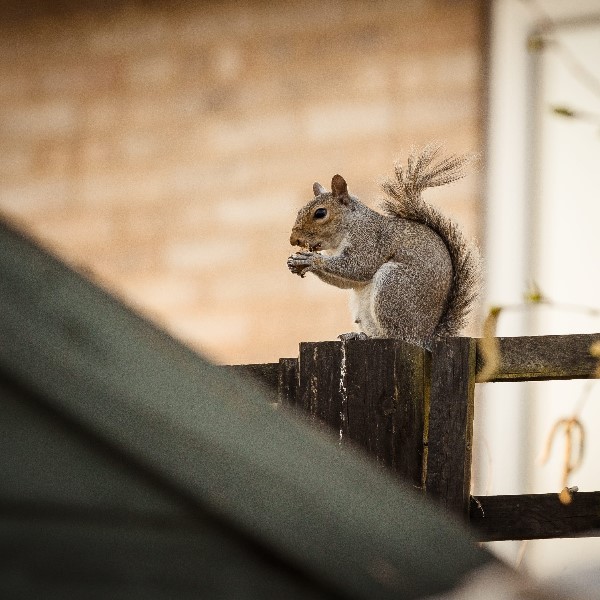Squirrels